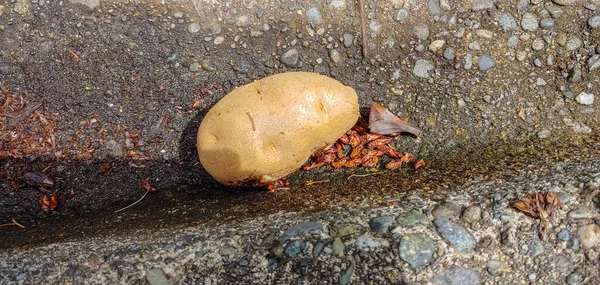 Batata Vegetal Radicular Nativo Das Américas Tubérculo Amiláceo Planta Solanum — Fotografia de Stock