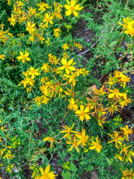 Russische Steinpilze Sedum Kamtschaticum Sind Dürretolerante Steinpilze Mit Sternförmigen Gelben — Stockfoto