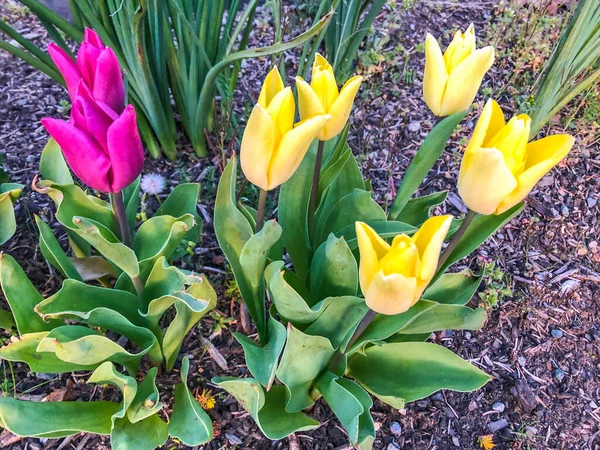 Tulipány Tulipa Tvoří Rod Trvalých Bylinných Cibulovitých Geofytů Jarními Květy — Stock fotografie
