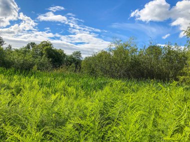 Juanita Körfezi Parkı öncelikle Washington Gölü 'nün kalan son doğal sulak alanlarından birini çevreleyen doğal bir koruma alanıdır. Juanita Körfezi Parkı bitki örtüsü ve faunayla doludur ve Forbes Creek Wetland, Juanita Sahili ve Juanita Körfezi manzarasına sahiptir..