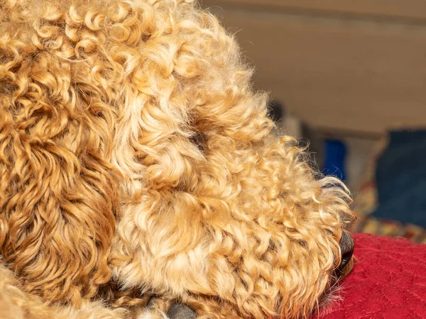 Avustralya Labradoodle Labrador Retriever Fino Cocker Spaniel Karışımıdır — Stok fotoğraf