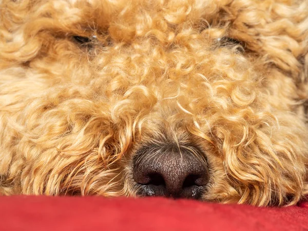 Avustralya Labradoodle, Labrador Retriever, Fino ve Cocker Spaniel 'in karışımıdır..