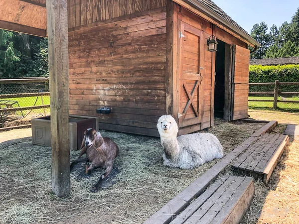 Ranchen Hem För Djuren Sammamish Animal Sanctuary Plats Där Tidigare — Stockfoto