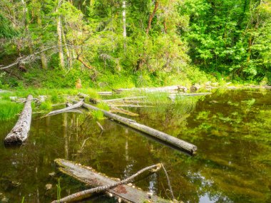 Burfoot Park, Thurston County, Washington 'da bulunan bir parktır. Burfoot Parkı, Puget Sound Körfezi 'nin Budd Körfezi' nde 1,100 fit tuzlu su plajı olan 50 dönümlük bir araziye sahip..