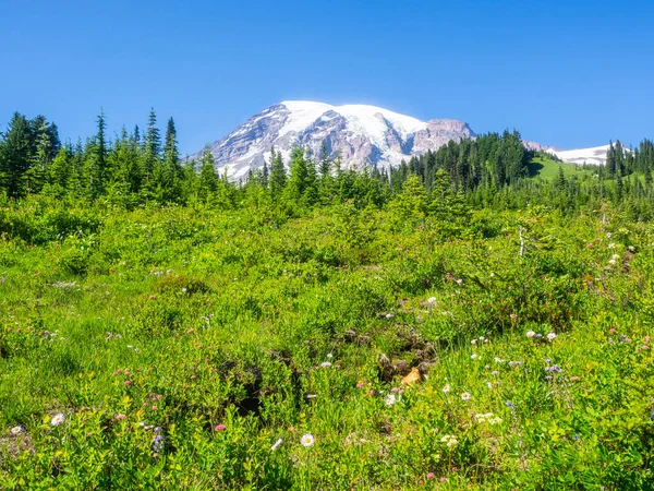 Paradicsom Egy Olyan Terület Neve Amely Rainier Hegy Déli Lejtőjén — Stock Fotó