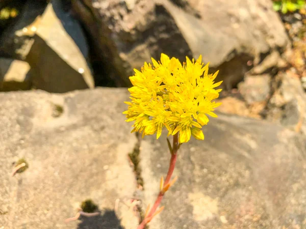 Ρωσική Stonecrop Sedum Kammtschaticum Είναι Ανθεκτικό Στην Ξηρασία Πέτρα Συστάδες — Φωτογραφία Αρχείου