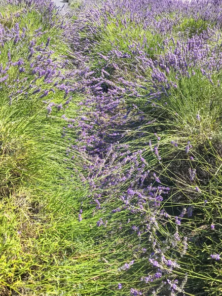 Lavandula Angustifolia Uma Planta Com Flor Pertencente Família Lamiaceae — Fotografia de Stock