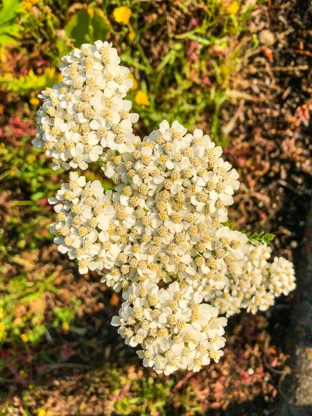 Przędza Achillea Millefolium Jest Rośliną Kwitnącą Rodziny Astrowatych Pochodzi Umiarkowanych — Zdjęcie stockowe