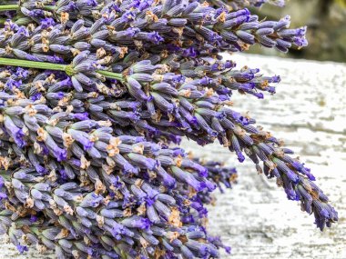 İngiliz lavantası (Lavandula angustifolia), lamiaceae familyasından bir bitki türü..