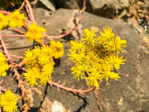 Русский Стонекроп Sedum Knuschaticum Толерантный Стонекроп Гроздьями Желтых Цветков Звездной — стоковое фото