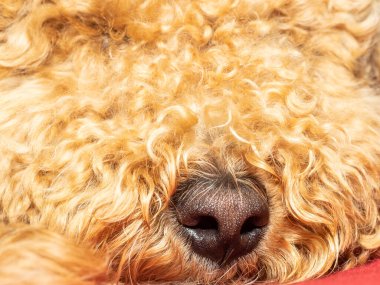 Avustralya Labradoodle, Labrador Retriever, Fino ve Cocker Spaniel 'in karışımıdır..