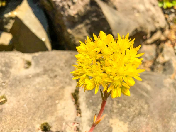 Ρωσική Stonecrop Sedum Kammtschaticum Είναι Ανθεκτικό Στην Ξηρασία Πέτρα Συστάδες — Φωτογραφία Αρχείου