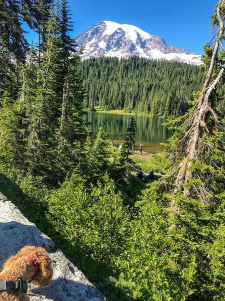 Mount Rainier National Park Amerikansk Nationalpark Som Ligger Sydöstra Pierce — Stockfoto