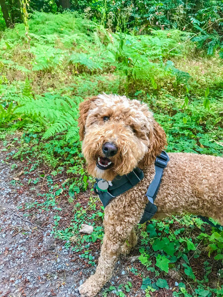 Washington Park is a public park in Seattle, Washington, United States, most of which is taken up by the Washington Park Arboretum, a joint project of the University of Washington, the Seattle Parks and Recreation, and the nonprofit Arboretum Foundat