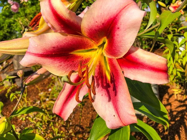 白百合是一种开花的植物 属绿树属植物 园艺爱好者和专业园艺家因其迷人的花朵而长期培育出百合花品种 — 图库照片