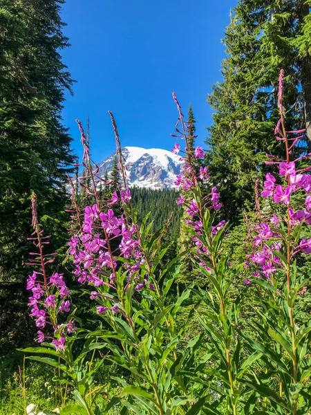Mount Rainier National Park Amerikansk Nationalpark Som Ligger Sydöstra Pierce — Stockfoto