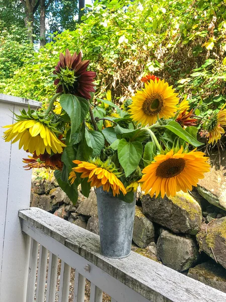 Słonecznik Zwyczajny Helianthus Annuus Jest Dużym Corocznym Forbem Rodzaju Helianthus — Zdjęcie stockowe