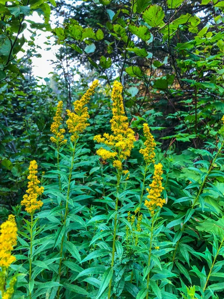 Geç Goldenrod Solidago Altissima Kanada Amerika Birleşik Devletleri Kuzey Meksika — Stok fotoğraf