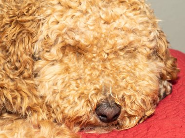 Avustralya Labradoodle, Labrador Retriever, Fino ve Cocker Spaniel 'in karışımıdır..