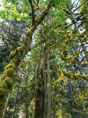 Ilımlı yollar popüler Twin Falls 'a, daha küçük Weeks Falls' a ve çağlayan diğer sulara ya da Cedar Butte 'ye doğru büyük bir heyelanın kalıntılarına götürür..