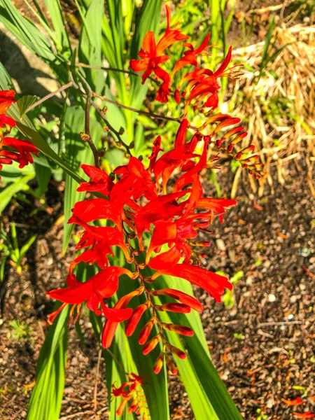 Crocosmia Lucifer Blooms Summer Brilliant Hummingbird Attracting Scarlet Red Flowers — Stock Photo, Image