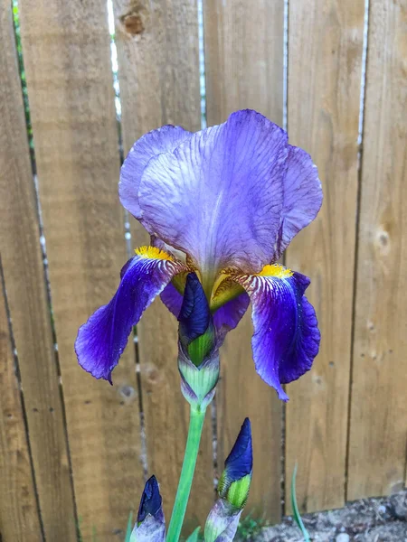 Iris Germanica Uma Planta Com Flor Família Iridaceae — Fotografia de Stock