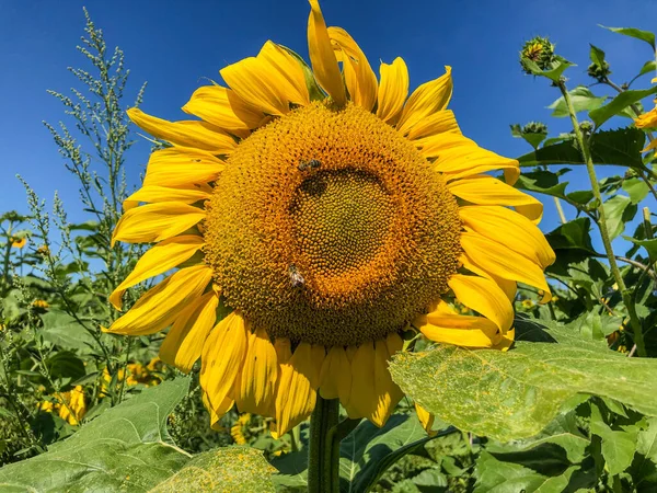 Campos Girasol Amarillo Brillante Alrededor Floración Alrededor Creación Los Lugares —  Fotos de Stock