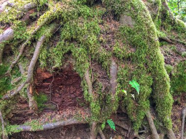 Ilımlı yollar popüler Twin Falls 'a, daha küçük Weeks Falls' a ve çağlayan diğer sulara ya da Cedar Butte 'ye doğru büyük bir heyelanın kalıntılarına götürür..