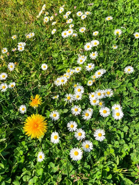 Bahar Mevsiminde Çimenlerde Açan Çiçekler — Stok fotoğraf