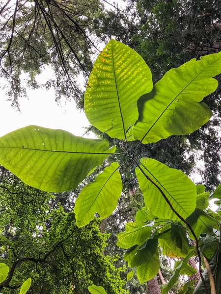 Magnolia Bigleaf Magnolia Macrophylla Este Magnolie Foioase Originară Din Sud — Fotografie, imagine de stoc