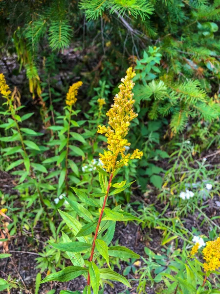 Late Goldenrod Solidago Altissima 북아메리카에 서식하는 종으로 캐나다 멕시코 지역에 — 스톡 사진