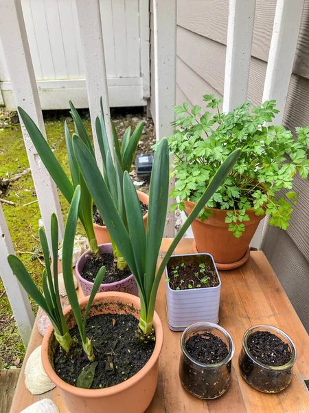 Houseplant Uma Planta Que Cultivada Dentro Casa Lugares Como Residências — Fotografia de Stock