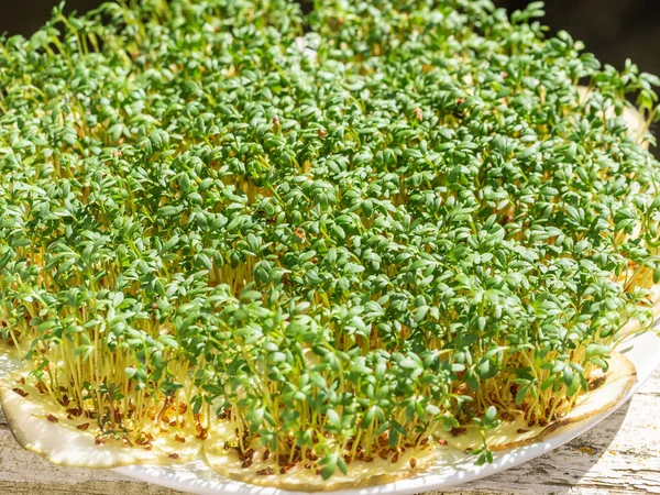 Садовый Кресс Lepidium Sativum Быстро Растущая Съедобная Трава Которая Ботанически — стоковое фото