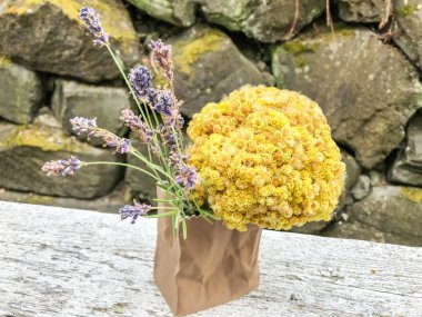 Helichrysum arenaryumu aynı zamanda cüce ve ölümsüz olarak da bilinir..