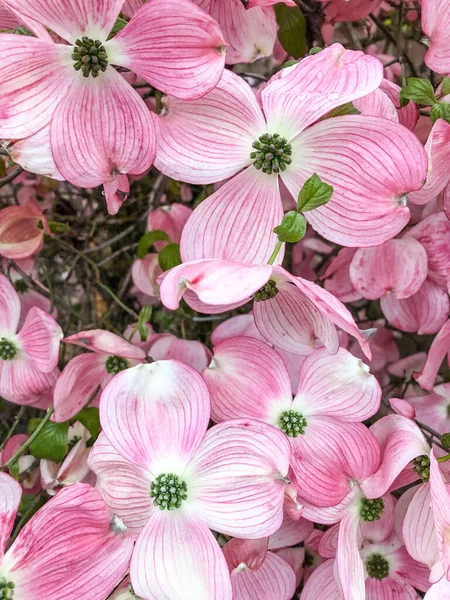 Flowering Dogwood Cornus Florida Species Flowering Plant Family Cornaceae Native — Stock Photo, Image