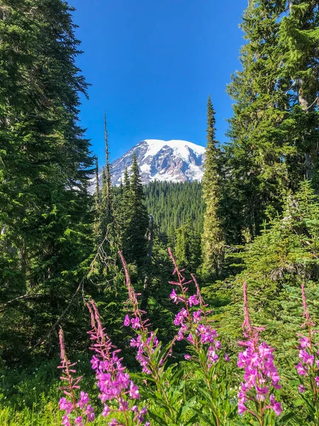 Mount Rainier National Park Ist Ein Amerikanischer Nationalpark Südosten Von — Stockfoto