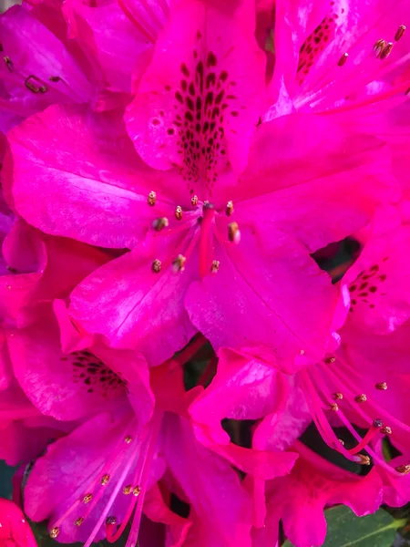 Rhododendron 상록수 낙엽수인 Ericaceae 속하는 024 속으로 아시아에서 — 스톡 사진