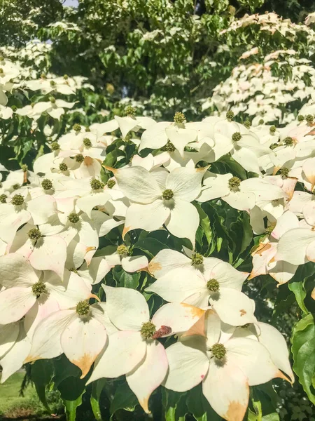 Blomning Hundträ Cornus Florida Art Blommande Familjen Cornaceae Hemma Stra — Stockfoto