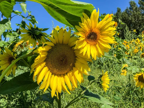 Leuchtend Gelbe Sonnenblumenfelder Rund Blühende Bäume Schaffen Die Außergewöhnlichsten Sehenswürdigkeiten — Stockfoto