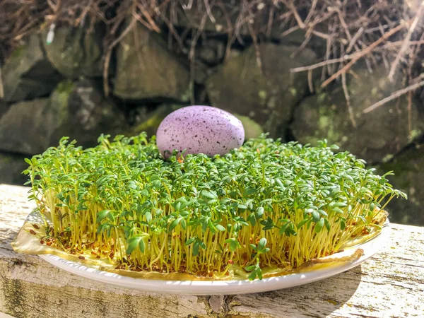 Garden cress (Lepidium sativum) is a fast-growing, edible herb that is botanically related to watercress and mustard, sharing their peppery, tangy flavor and aroma.