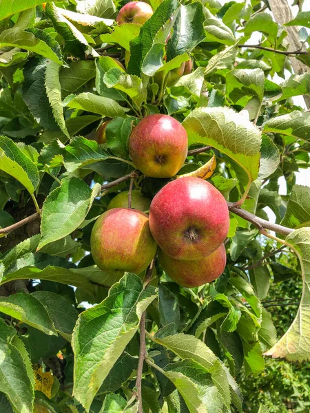 Mela Frutteto Offre Pick Your Own Mele Sidro Mele Fresche — Foto Stock