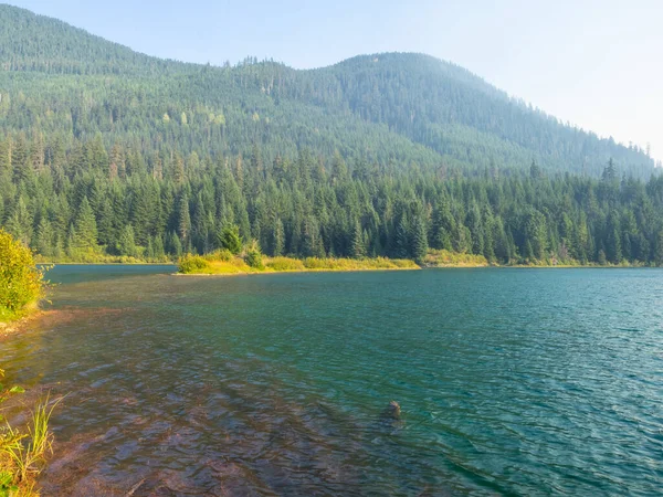 Gold Creek Pond Loop Mil Tungt Trafikerad Loop Trail Ligger — Stockfoto