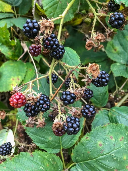 Himalaya Böğürtleni Rubus Armeniacus Ermenistan Kuzey Ran Özgü Bir Rubus — Stok fotoğraf