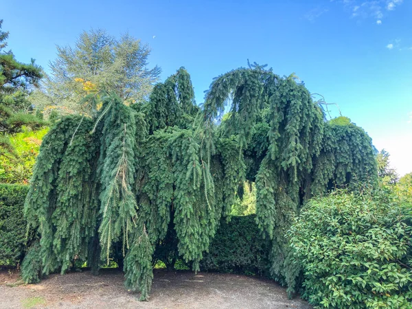 Kubota Garden Een Japanse Tuin Van 000 Wijk Rainier Beach — Stockfoto