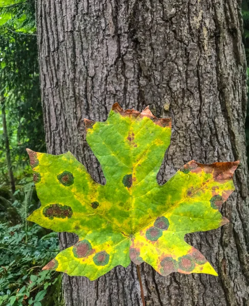 Érable Grandes Feuilles Acer Macrophyllum Est Grand Arbre Feuilles Caduques — Photo