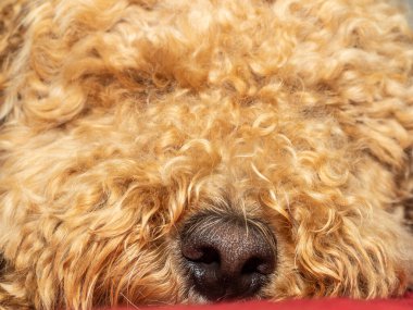 Avustralya Labradoodle, Labrador Retriever, Fino ve Cocker Spaniel 'in karışımıdır..