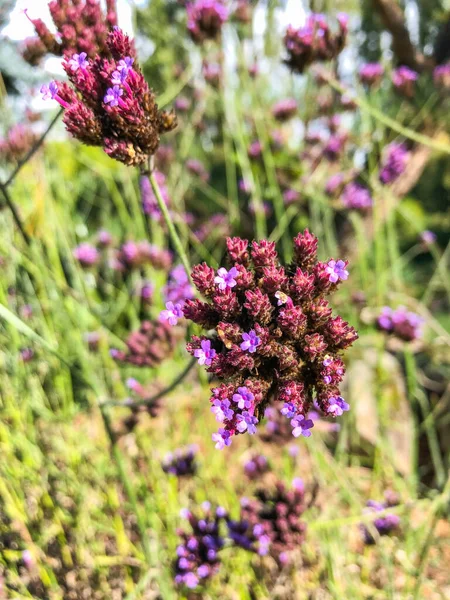 Purpletop Verbéna Verbena Bonariensis Virágzó Évelő Vagy Lágyszárú Évelő Növényként — Stock Fotó