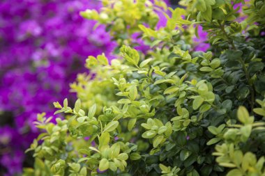 Karlovy Vary. Dekoratif çiçek. Çek Cumhuriyeti'nde en büyük ve en ünlü resort.