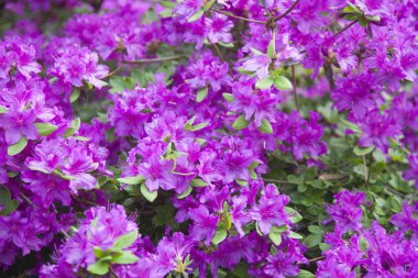 Karlovy Vary. Dekoratif çiçek. Çek Cumhuriyeti'nde en büyük ve en ünlü resort. 