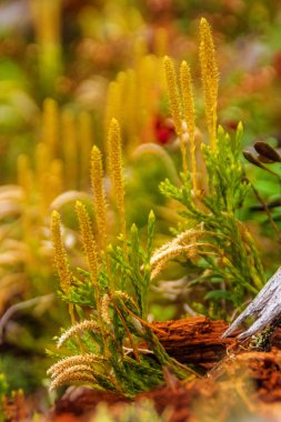 bulanık zemin üzerine sarı plakalar